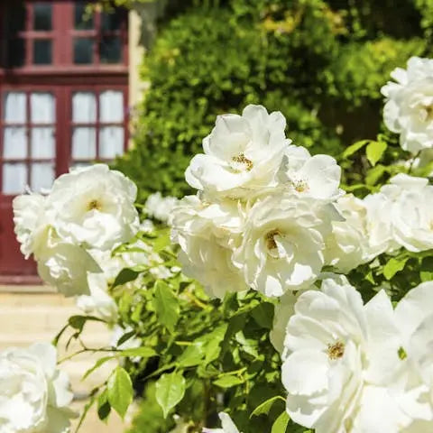 When-and-how-to-grow-roses Flora Queen