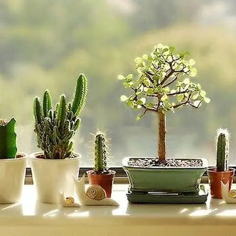 Brighten-up-your-office-with-flowers Flora Queen