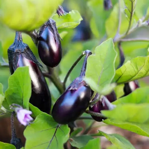 Eggplants-A-Comprehensive-Guide-to-Growing-and-Harvesting-the-Perfect-Crop Flora Queen