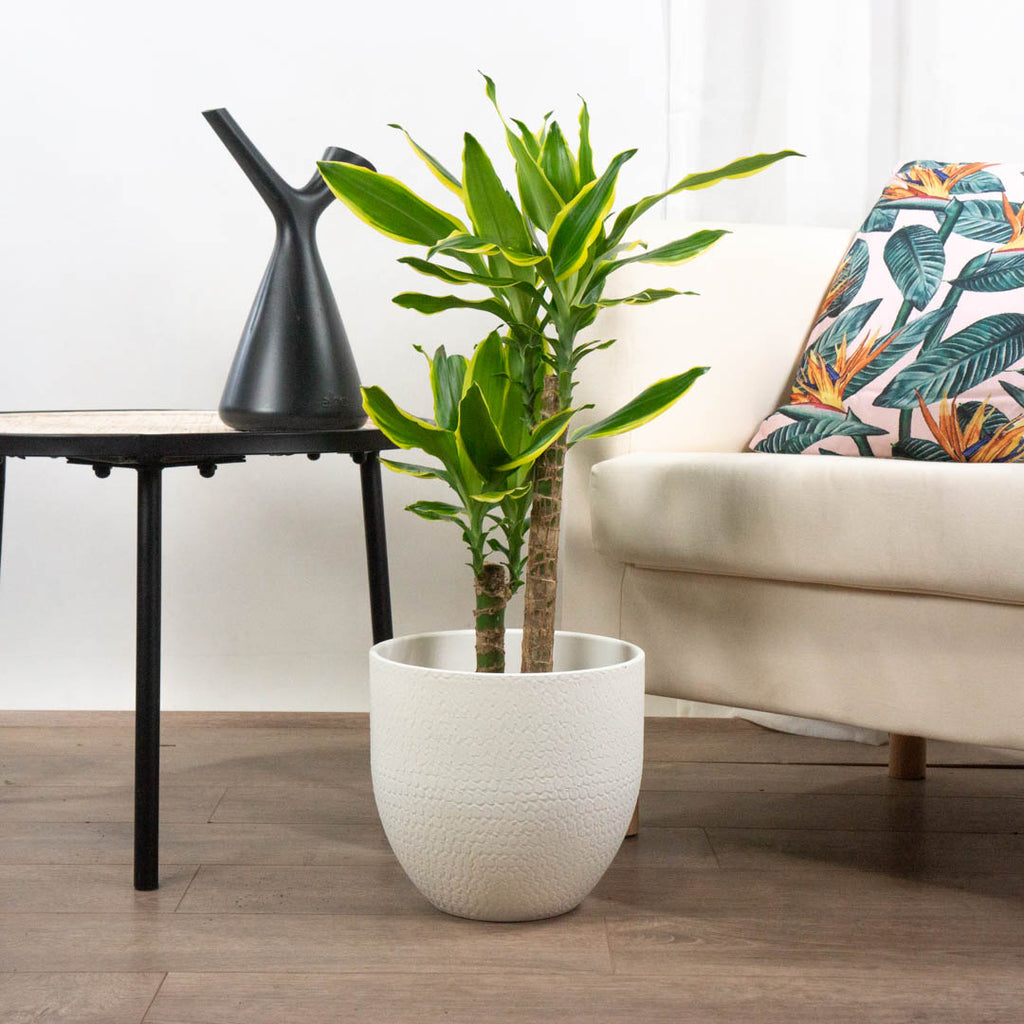 Nice watering can Flora Queen Flora Queen