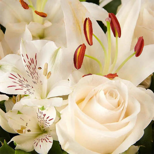 Pure White Flora Queen