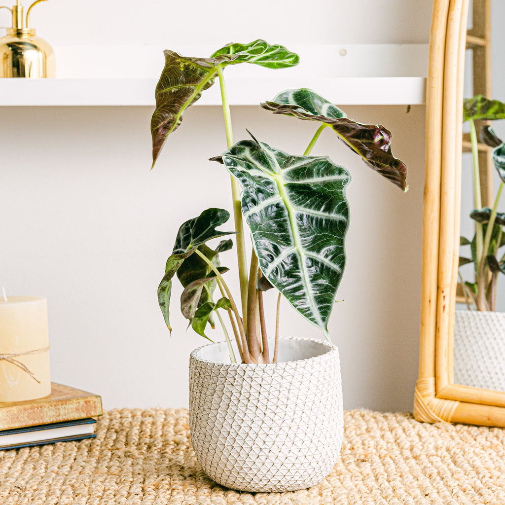 Venice Planter - S/12cm Flora Queen Flora Queen