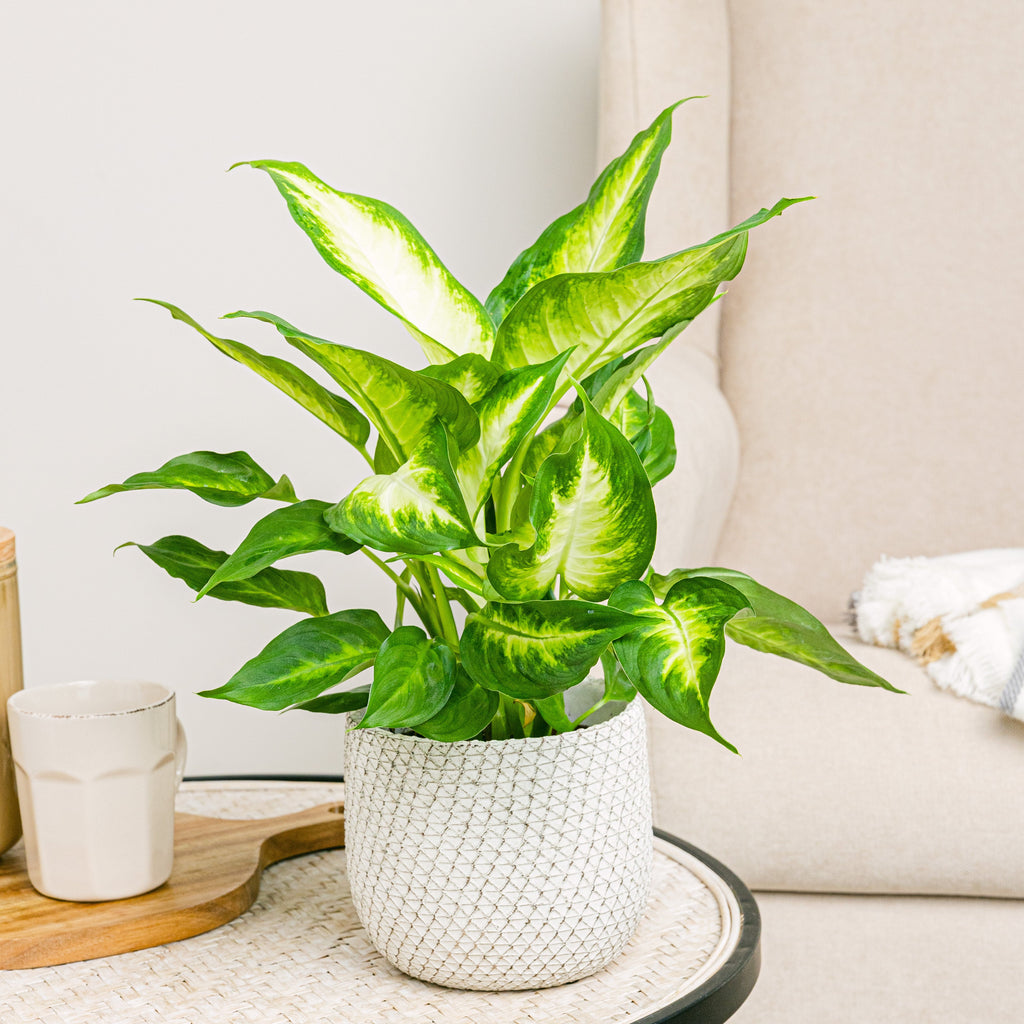 Venice Planter - S/12cm Flora Queen Flora Queen