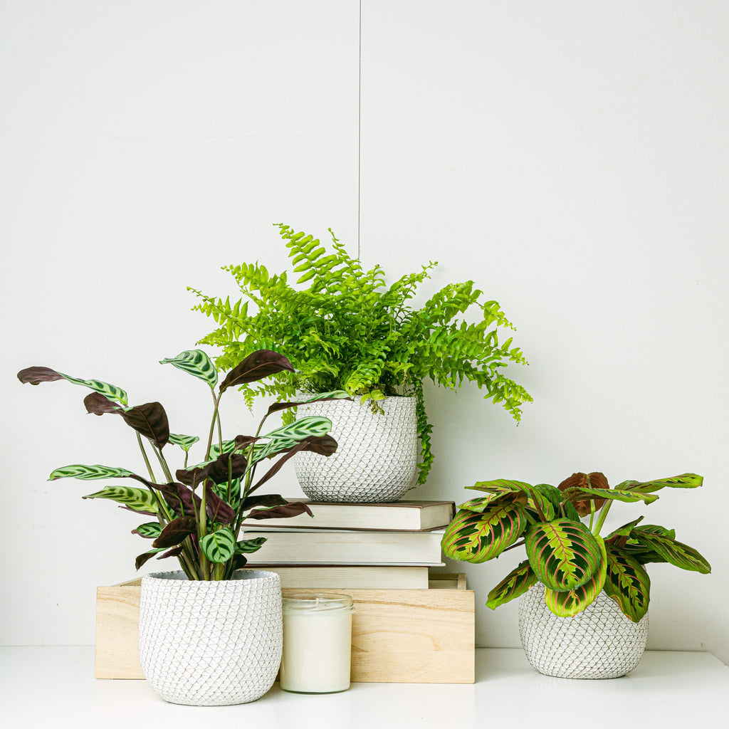 Trio maceteros Venice - S /12cm Flora Queen Flora Queen