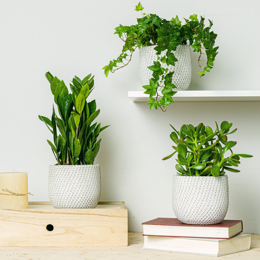 Trio maceteros Venice - S /12cm Flora Queen Flora Queen