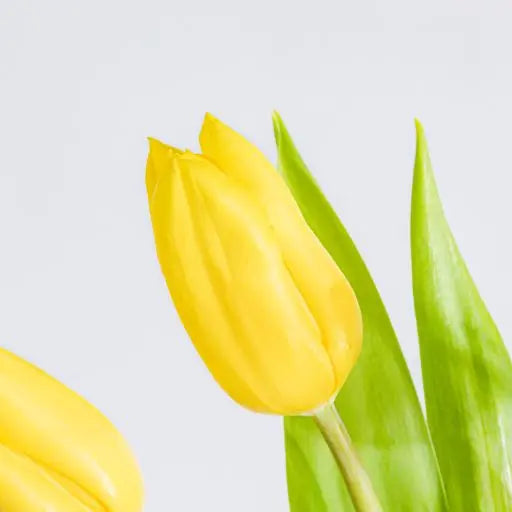 Sunny Nordic Flora Queen Flora Queen