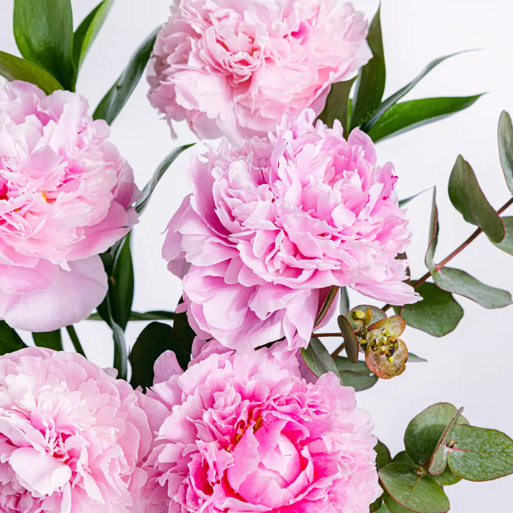 Peony Pop Flora Queen Flora Queen