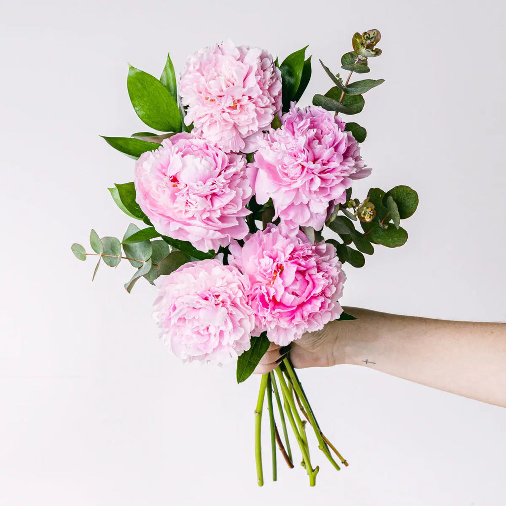 Peony Pop Flora Queen Flora Queen