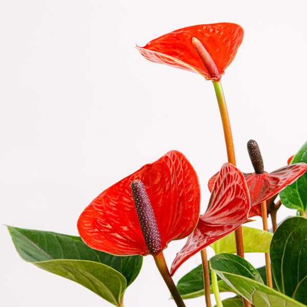 Sweet Melody Flora Queen Flora Queen