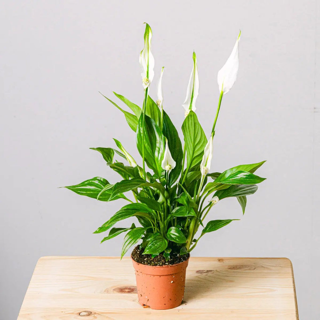 Light Reflections Flora Queen