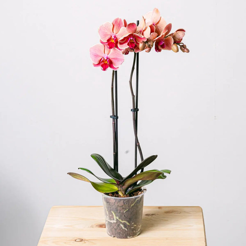 Reflection of Love Flora Queen