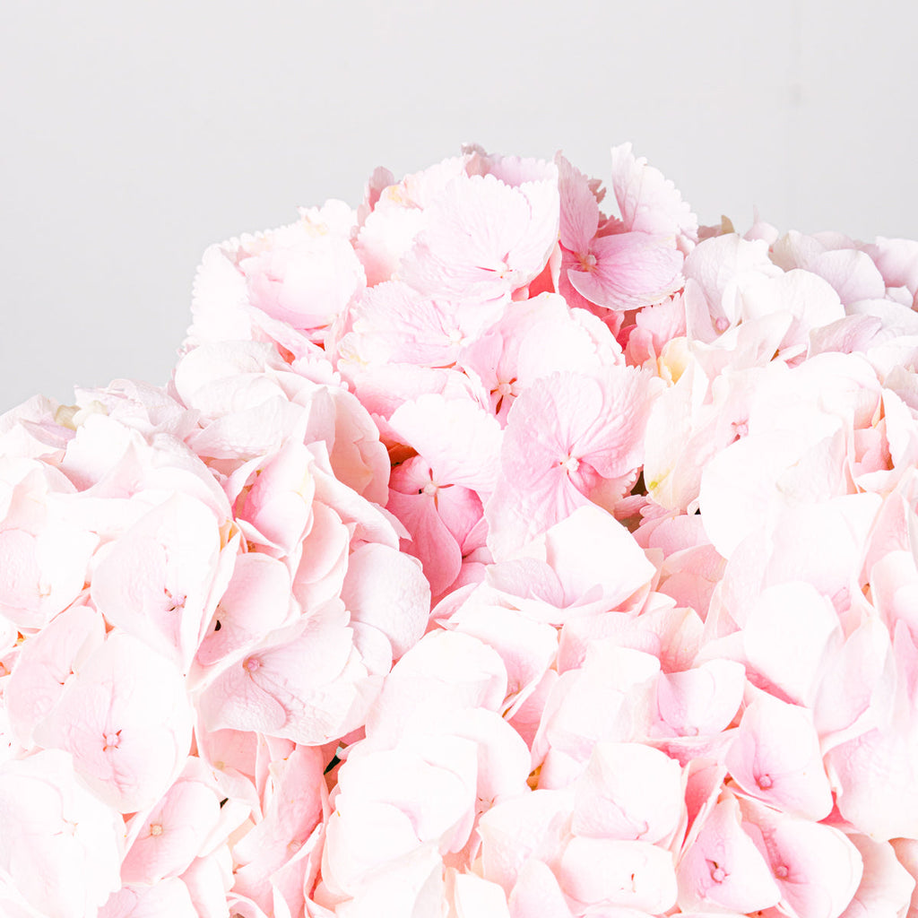 Romantic Poem Flora Queen Flora Queen