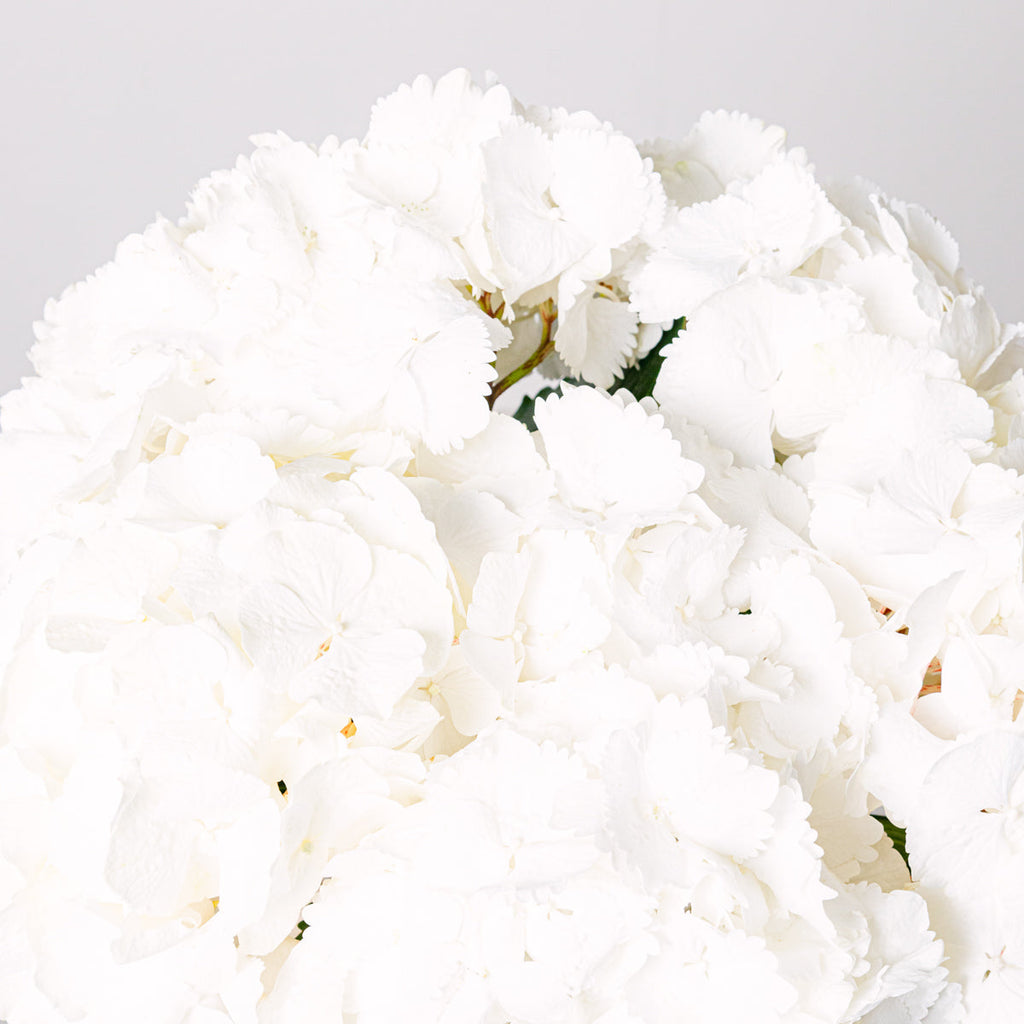 Graceful Winter Flora Queen Flora Queen