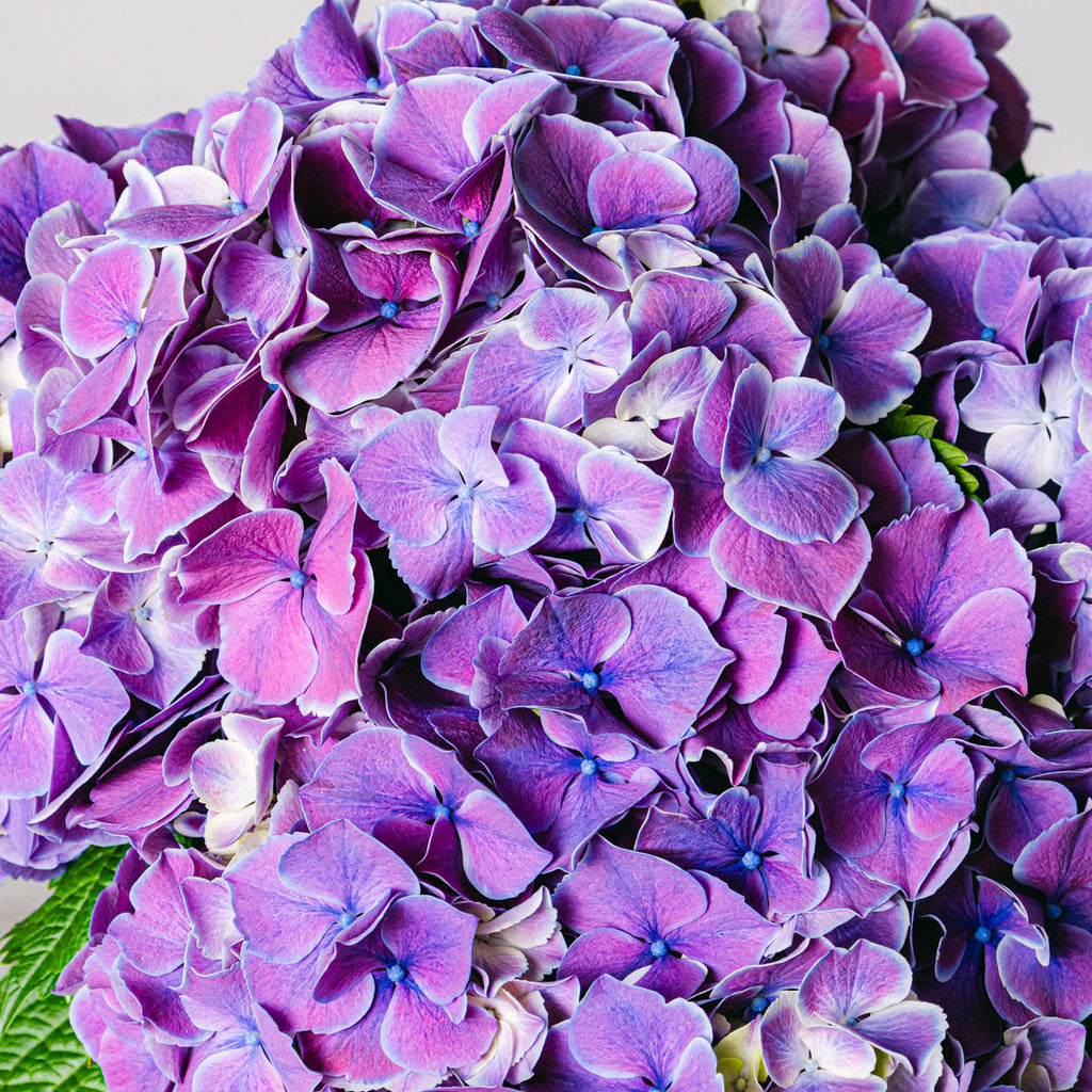 Magic Garden Flora Queen Flora Queen