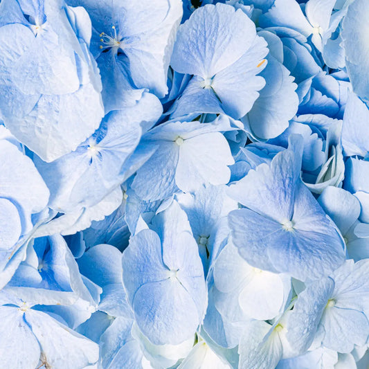 Soulful Eyes Flora Queen Flora Queen