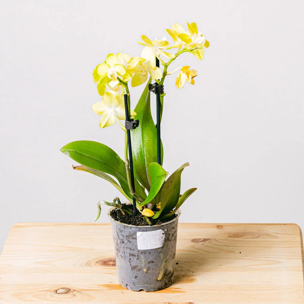 Yellow Rising Flora Queen