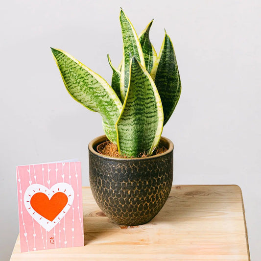 Spotted Jungle Flora Queen