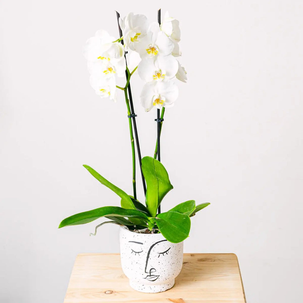 Snowflakes Dance Flora Queen