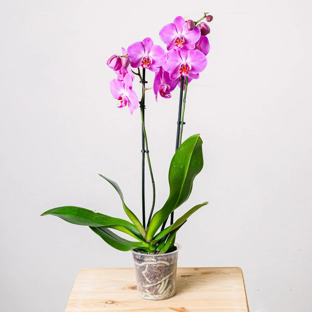 Purple Gospel Flora Queen