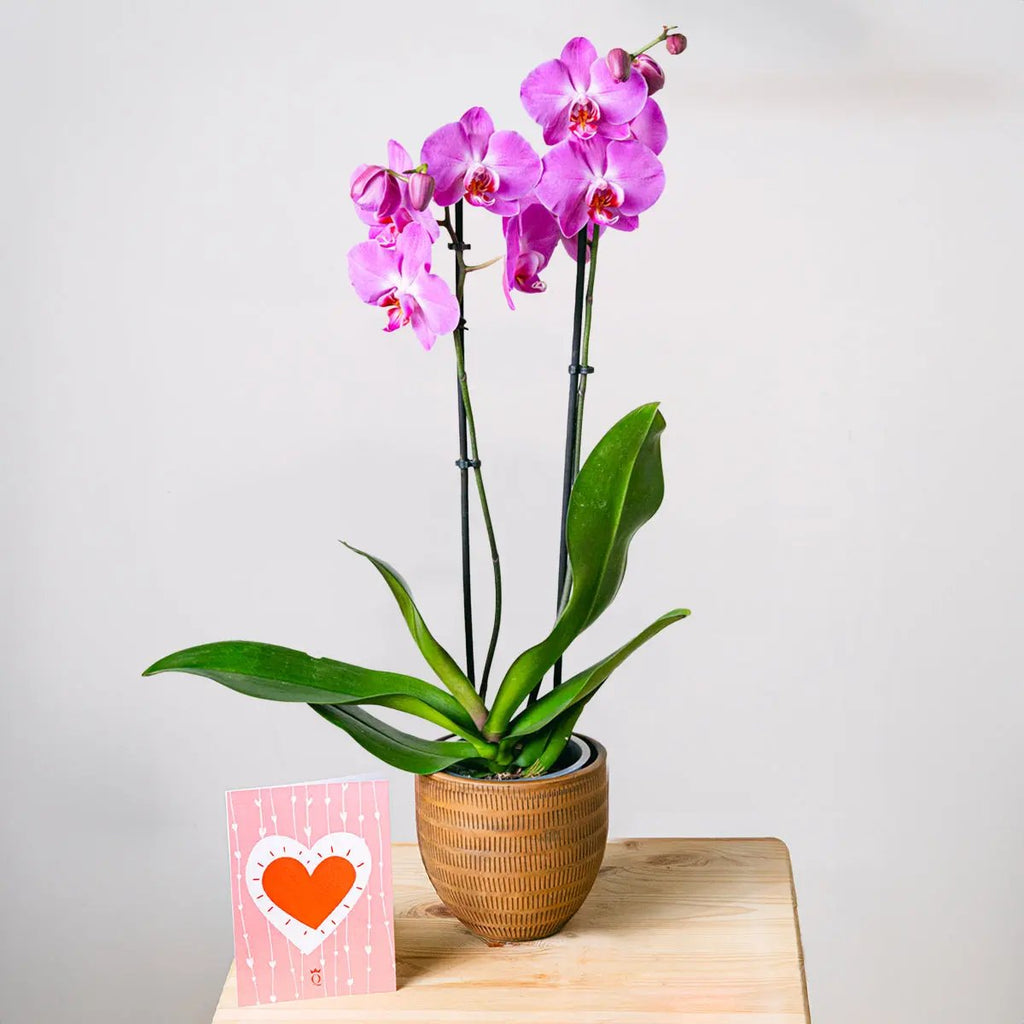 Purple Gospel Flora Queen