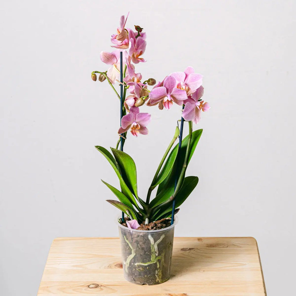 Smooth Song Flora Queen