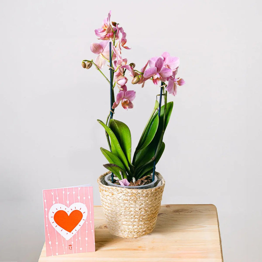 Smooth Song Flora Queen