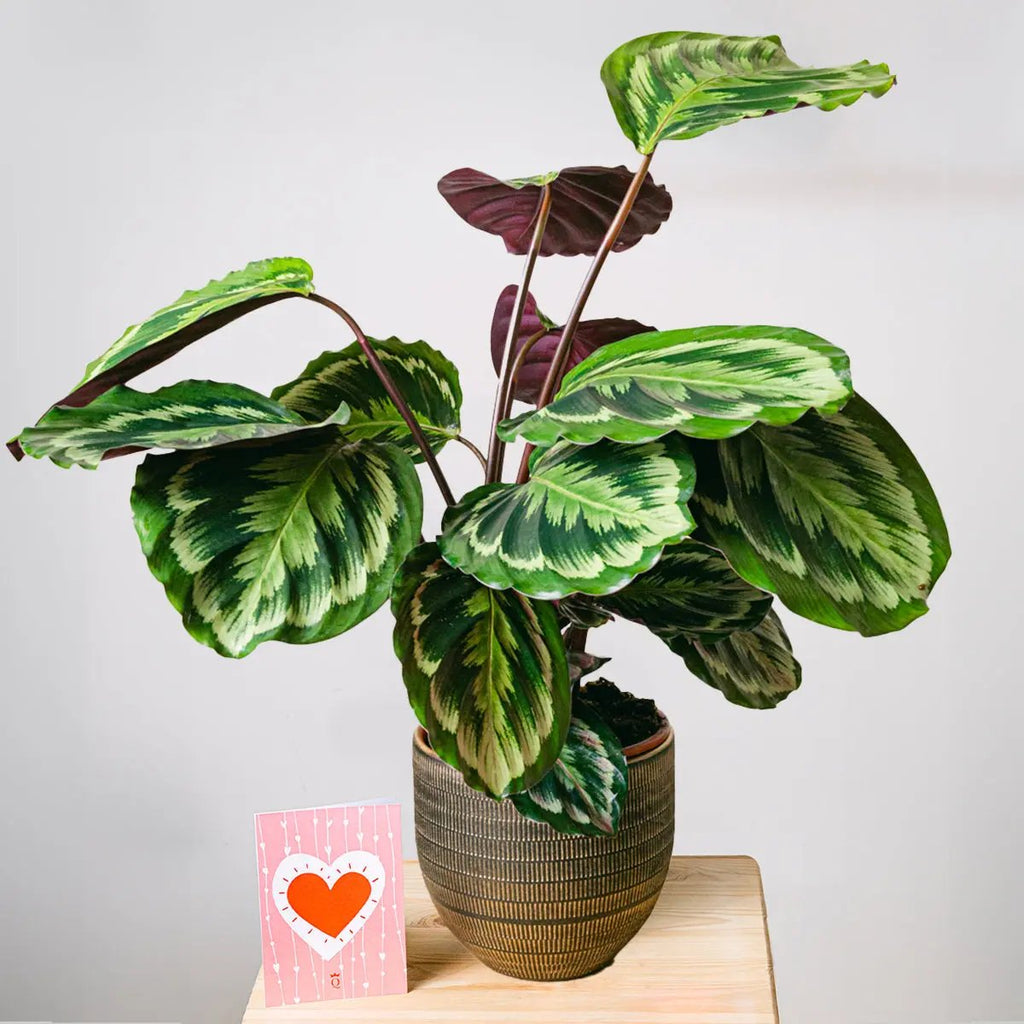 Exotic Dance Flora Queen