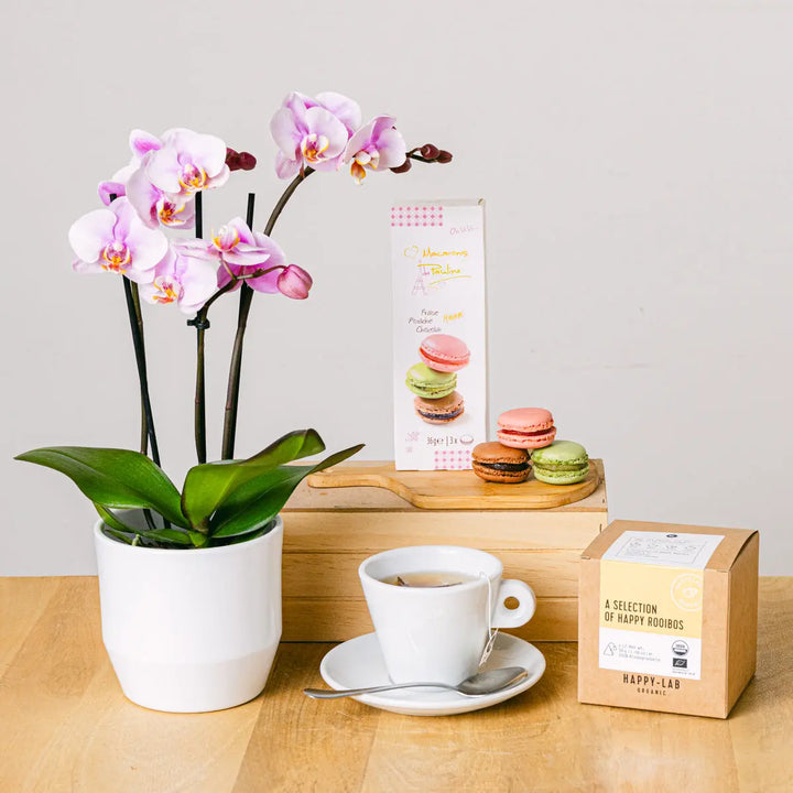 Tea Orchid Flora Queen Flora Queen