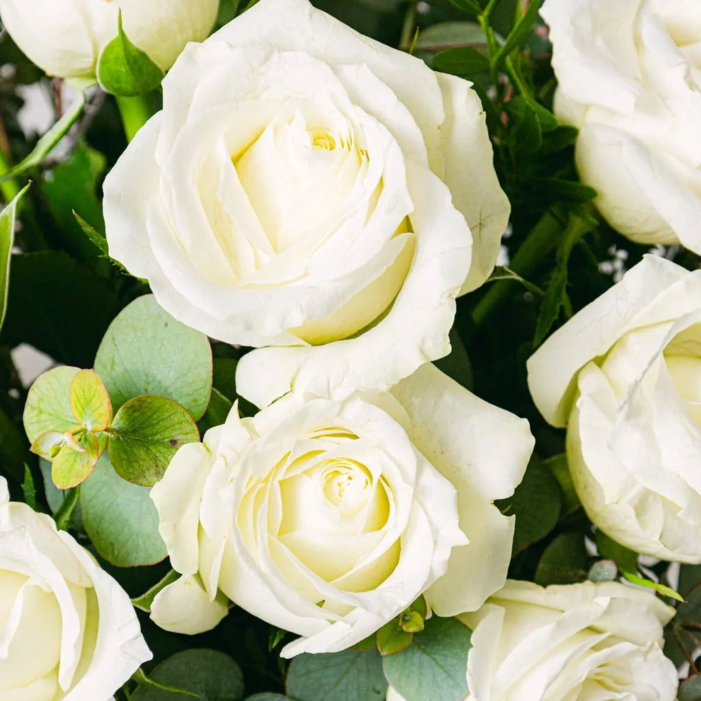 Peace of Mind Flora Queen