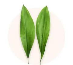 Aspidistra Flora Queen