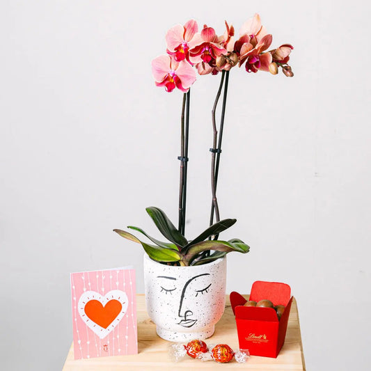 Reflection of Love pink orchid plant in a pot, delivered by FloraQueen