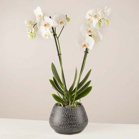 Product photo for Danza dei fiocchi di neve: Orchidea bianca